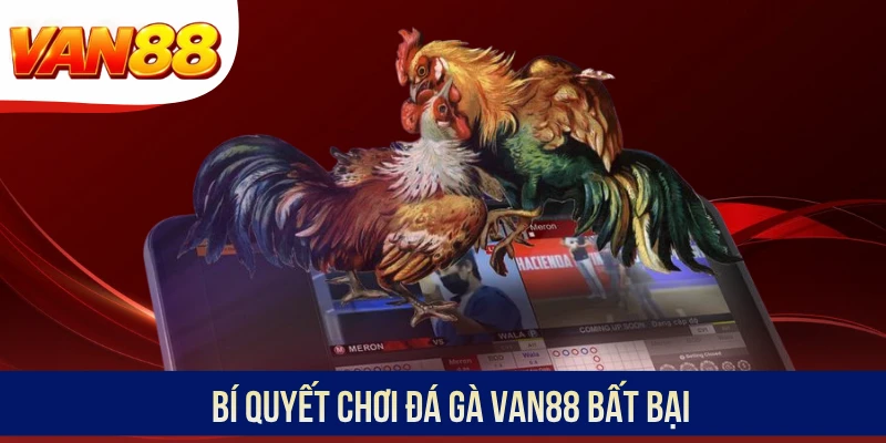 Bí quyết chơi đá gà VAN88 bất bại