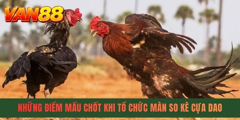 Những điểm mấu chốt khi tổ chức màn so kè cựa dao