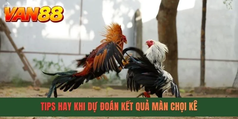 Tips hay khi dự đoán kết quả màn chọi kê